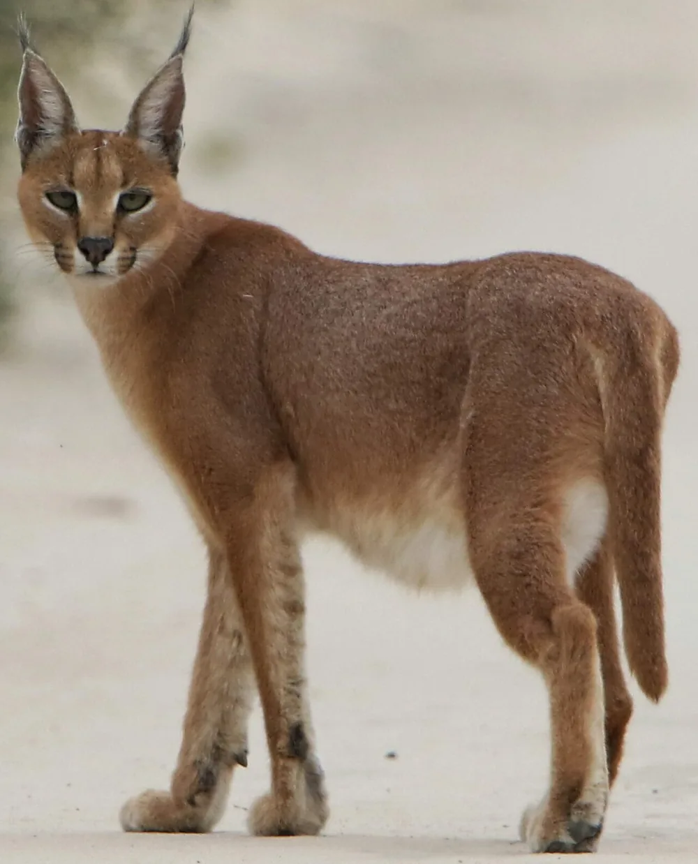 Caracal (Caracal caracal) with black ear tufts