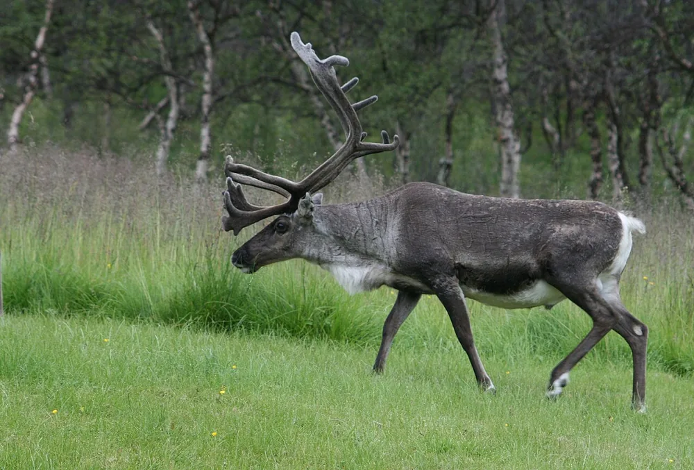 Caribou or reindeer (Rangifer tarandus) with antlers