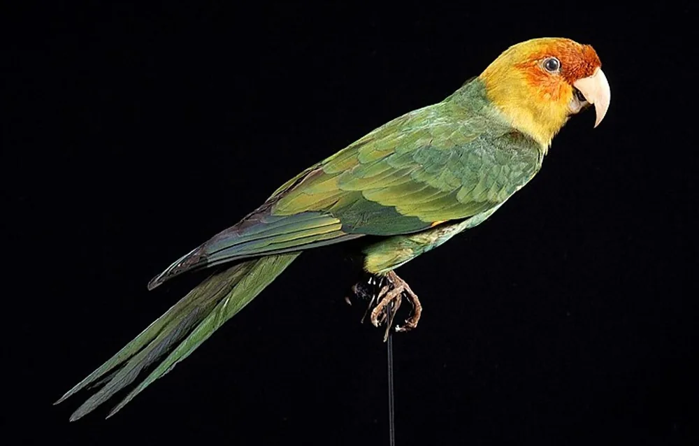 Museum specimen of a Carolina parakeet (Conuropsis carolinensis) with green and yellow feathers