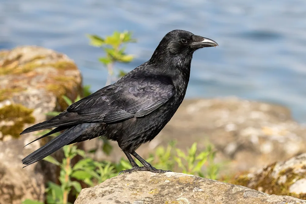 Carrion crow (Corvus corone), an all-black bird