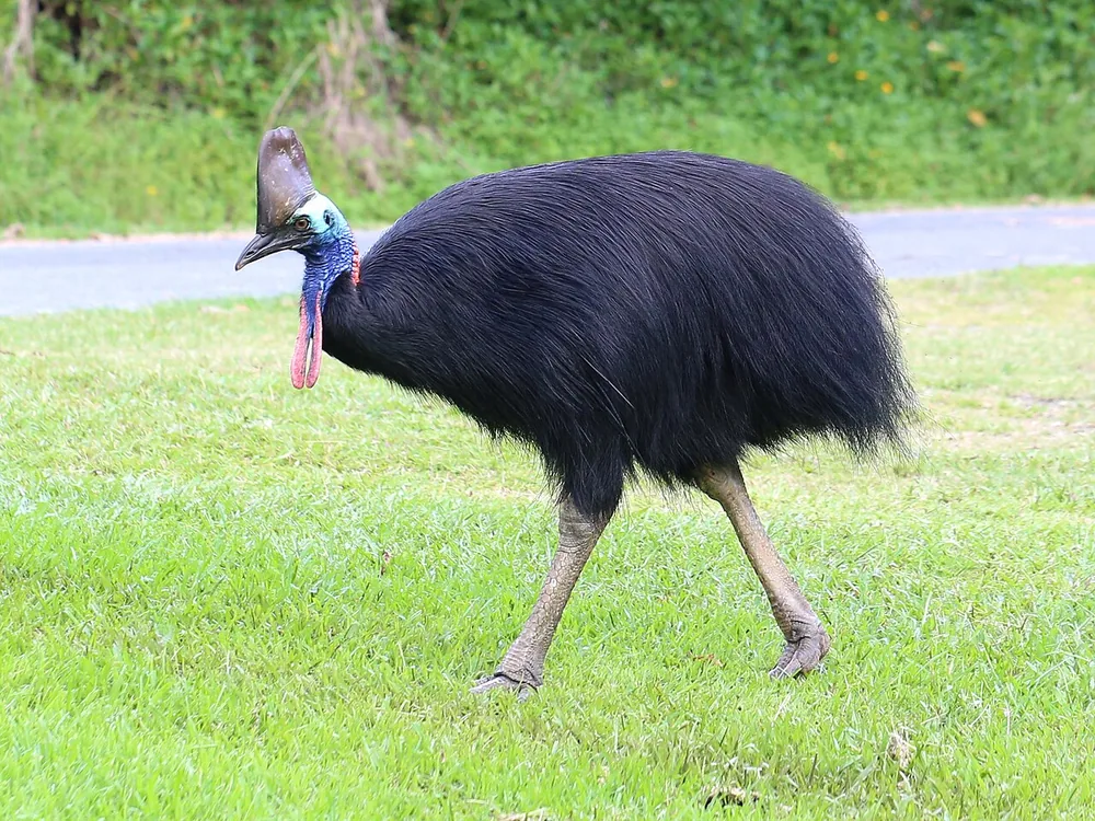 Southern cassowary (Casuarius casuarius) with its blue neck and casque
