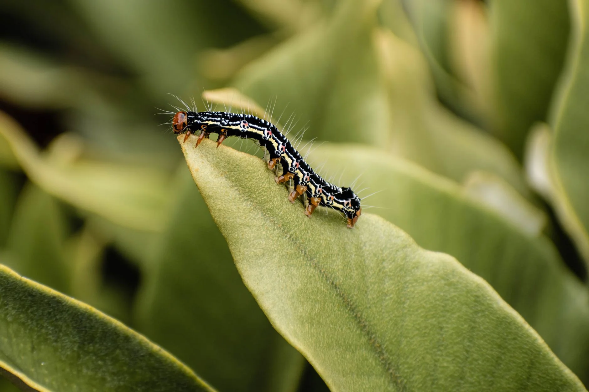 Striped caterpillar crawling along a green leaf