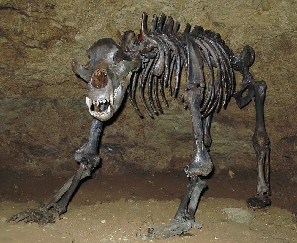 Cave bear (Ursus spelaeus) skeleton in the Teufelshöhle cave, Germany