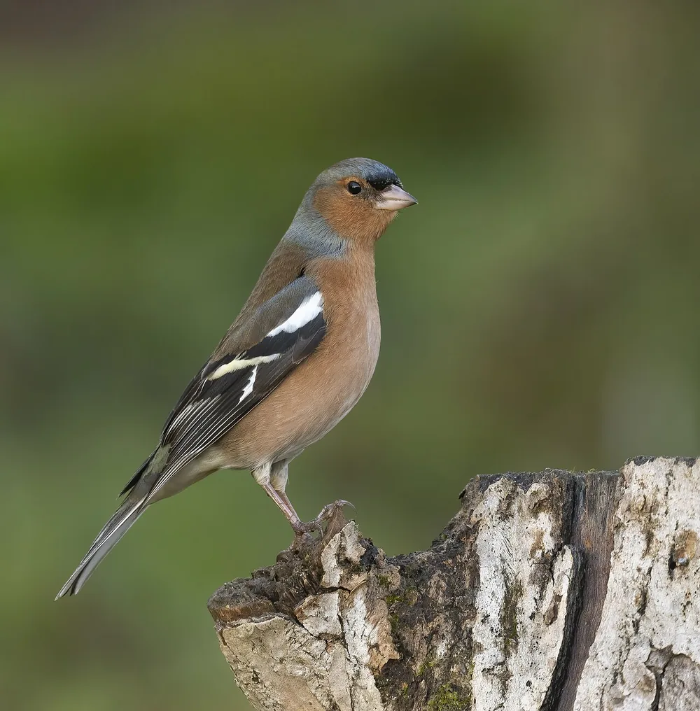 Male chaffinch (Fringilla coelebs) with a blue-grey cap