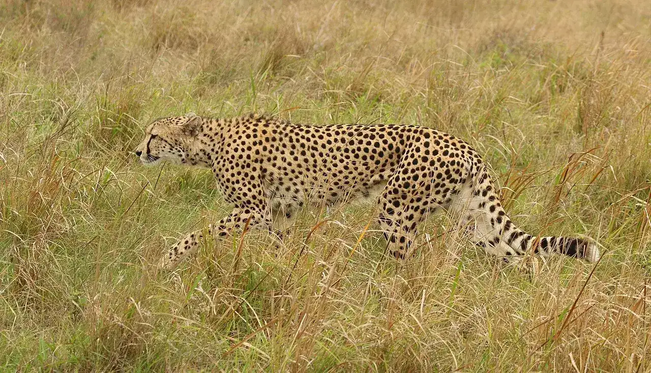 Animals That Start With C: 76 Animals With Pictures