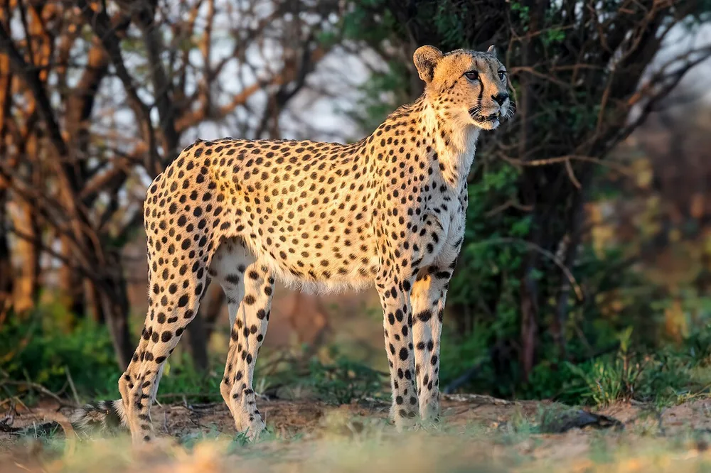Cheetah (Acinonyx jubatus) standing in African grassland
