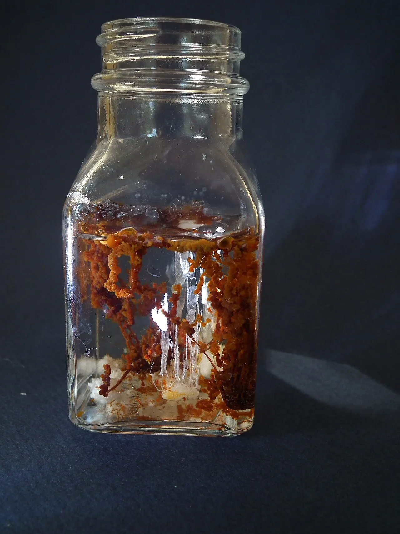 A glass bottle with rust-coloured tube-like growths rising through clear silicate solution