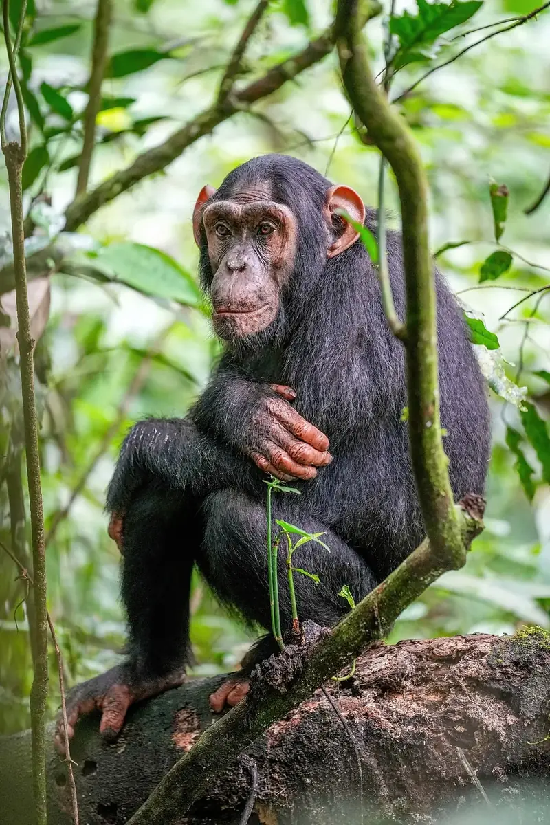 Chimpanzee (Pan troglodytes) in Kibale Forest, Uganda
