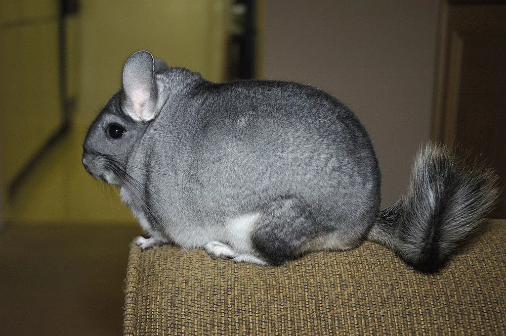 Pet long-tailed chinchilla (Chinchilla lanigera) with thick grey fur