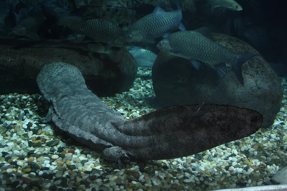 Chinese giant salamander (Andrias davidianus) in an aquarium