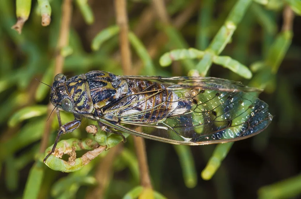 Cicada (Cicada orni), a Mediterranean cicada