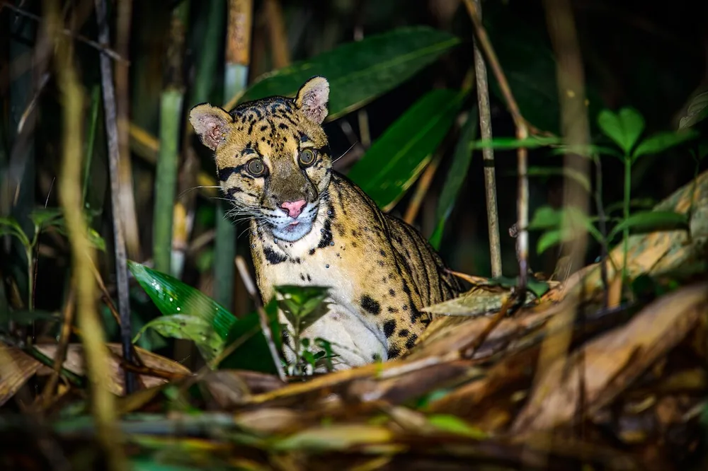 Clouded leopard (Neofelis nebulosa) with its cloud-shaped markings