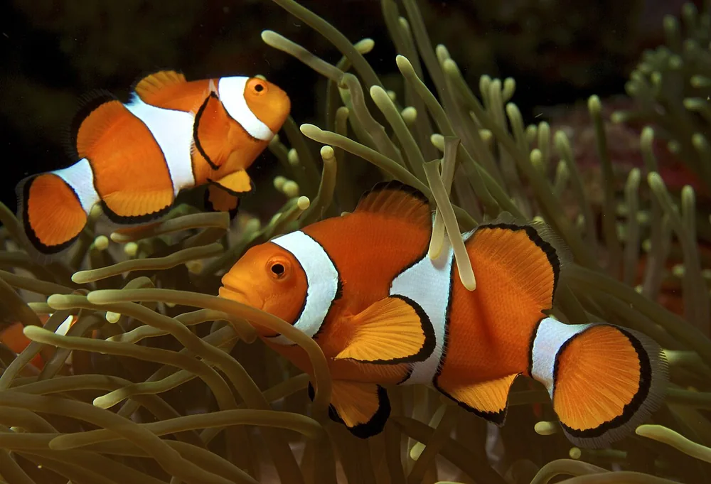 Clownfish (Amphiprion ocellaris)