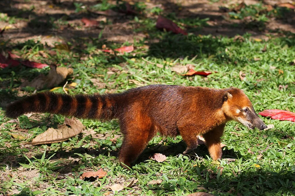 South American coati (Nasua nasua) with a ringed tail and long snout