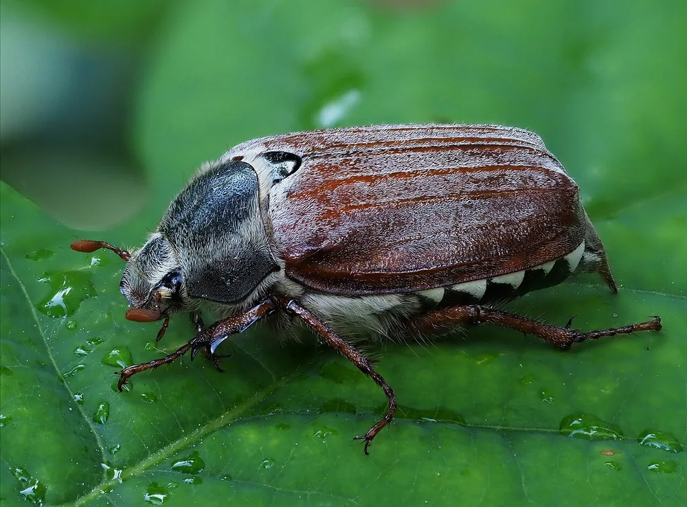 Cockchafer (Melolontha melolontha), a May bug beetle