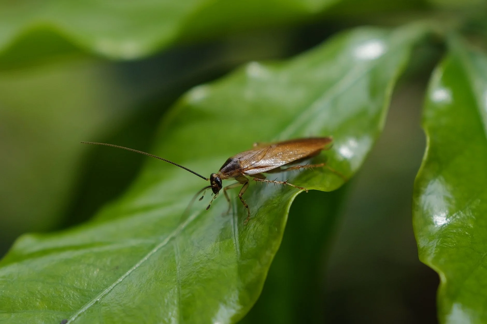 A cockroach standing on a glossy green leaf