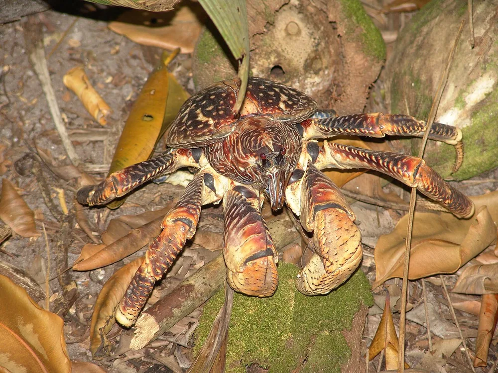 Coconut crab (Birgus latro), the largest land arthropod