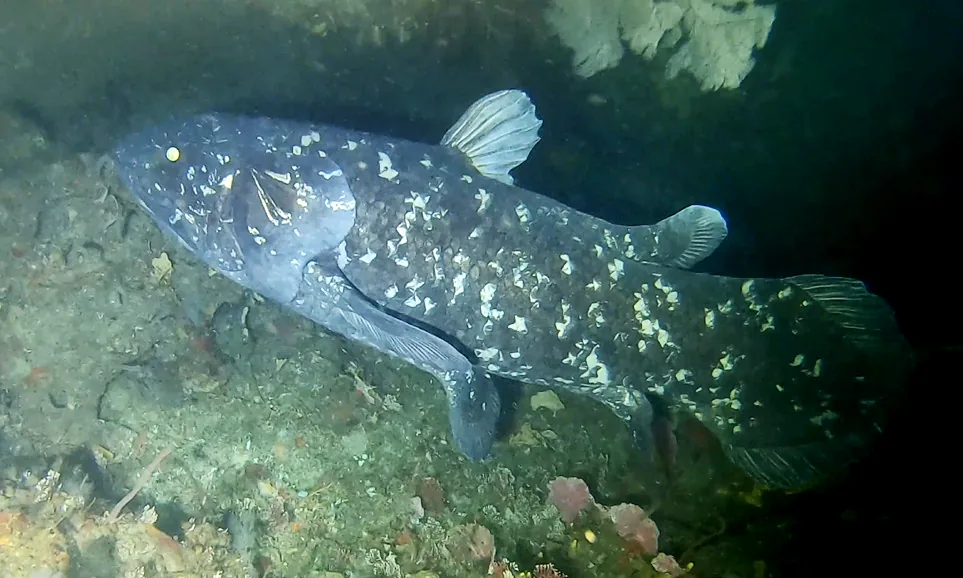 West Indian Ocean coelacanth (Latimeria chalumnae), a deep-sea lobe-finned fish