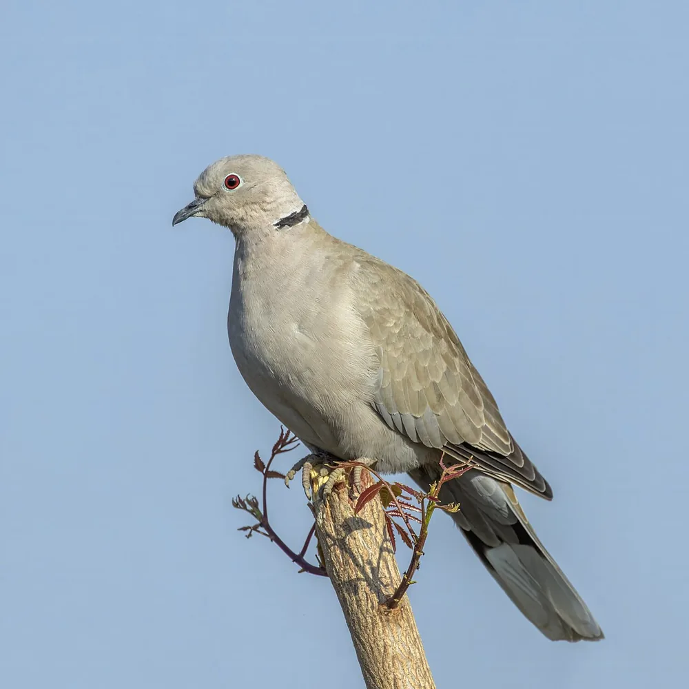 Eurasian collared dove (Streptopelia decaocto) perched