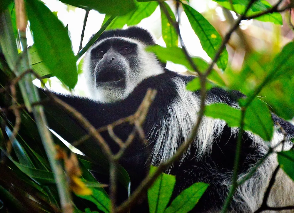 Mantled guereza (Colobus guereza), a black-and-white colobus monkey in Uganda