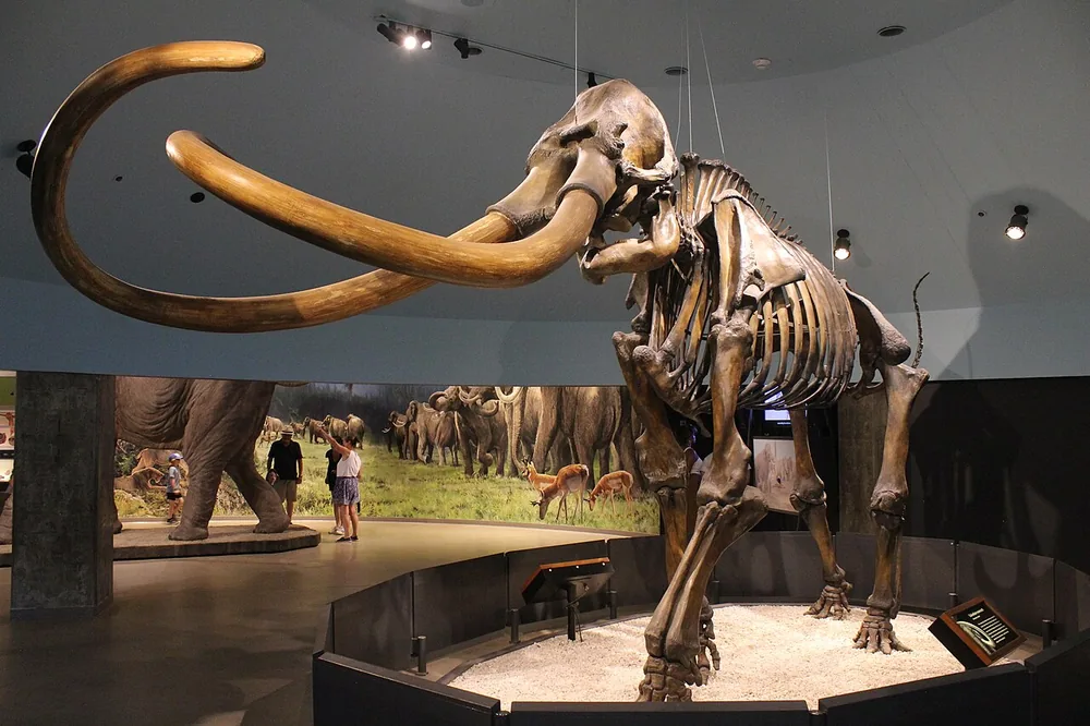 Skeleton of a Columbian mammoth (Mammuthus columbi) at the La Brea Tar Pits museum