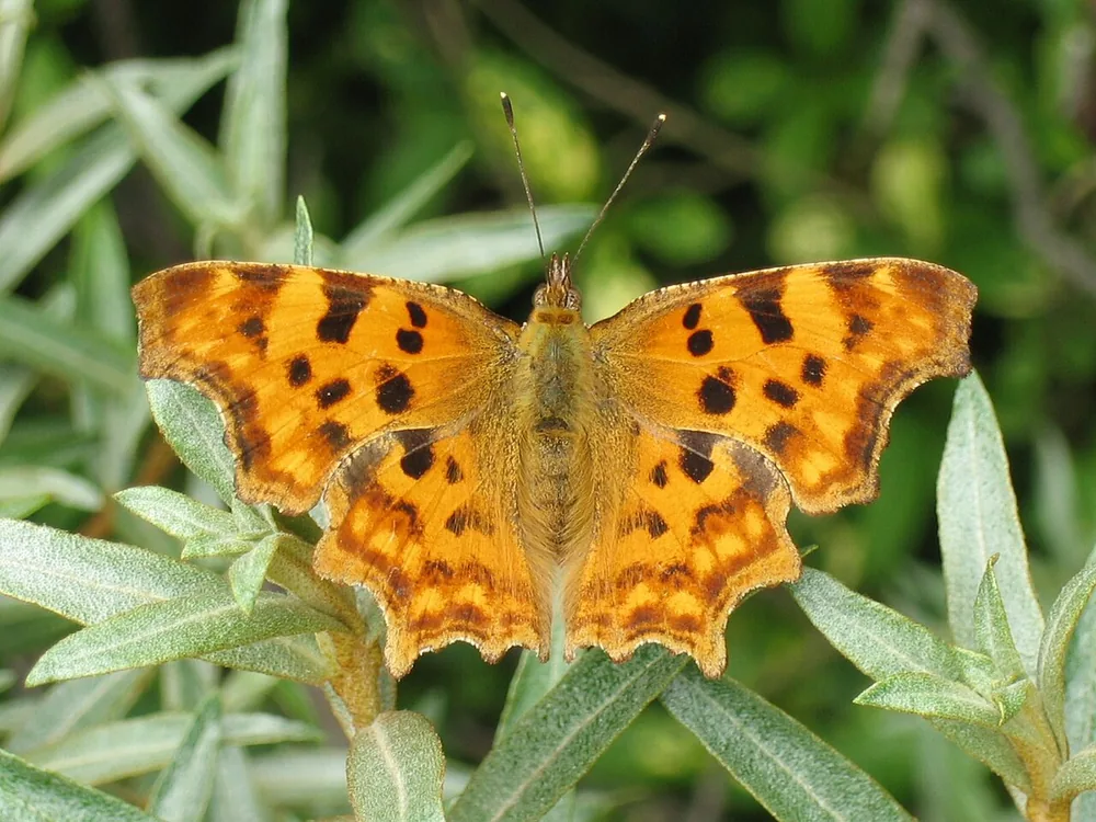 Comma butterfly (Polygonia c-album) with ragged wing edges