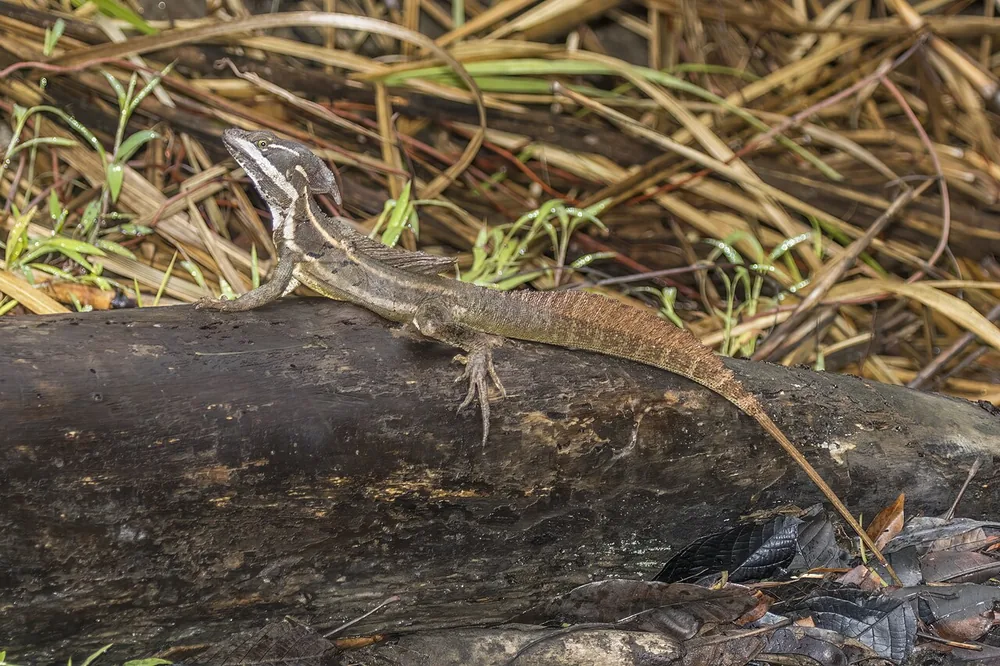 Common basilisk (Basiliscus basiliscus)