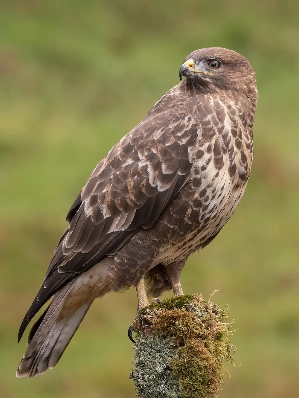 Common buzzard (Buteo buteo)