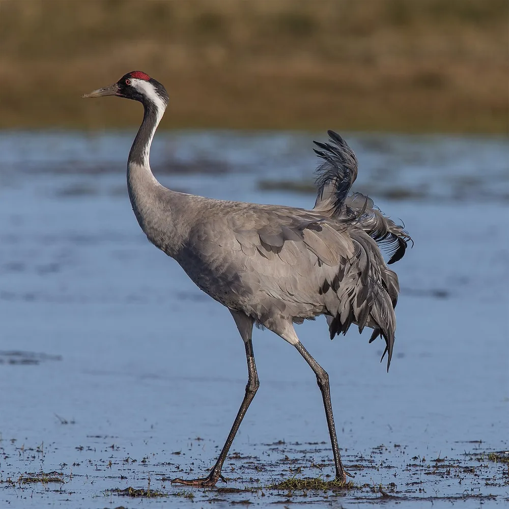 Common crane (Grus grus), a tall grey wading bird