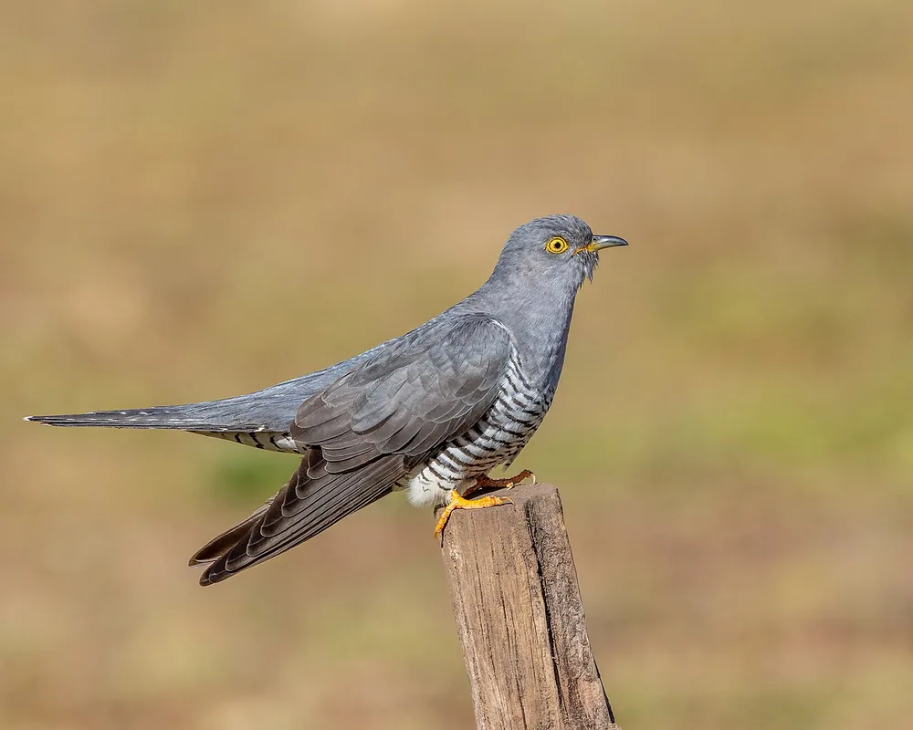 Common cuckoo (Cuculus canorus) perched on a branch