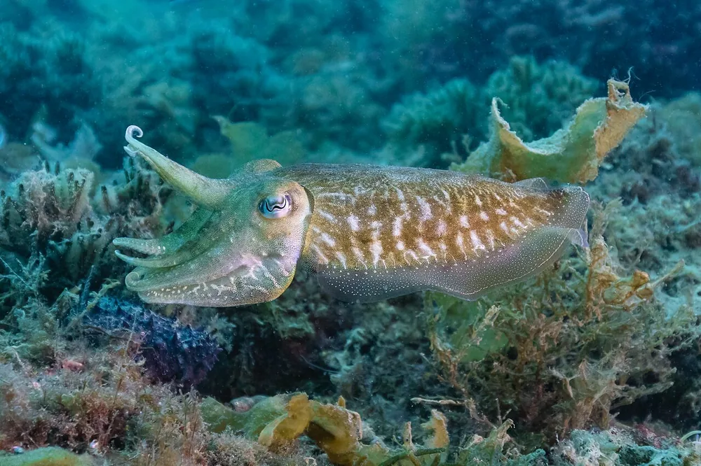 Common cuttlefish (Sepia officinalis) with patterned skin