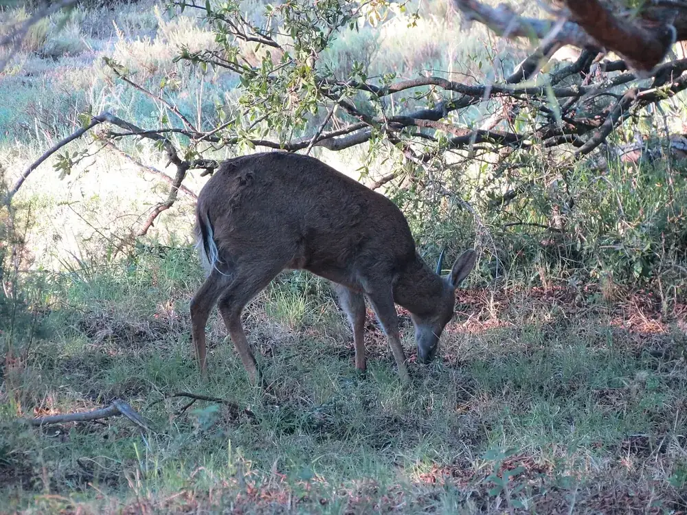 Common duiker (Sylvicapra grimmia) standing in bush