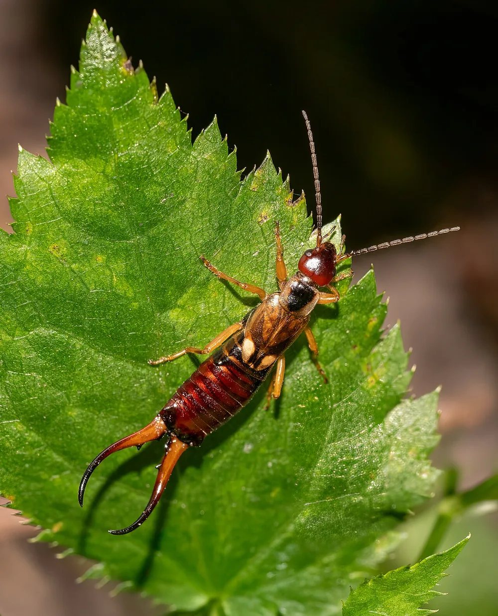 Common earwig (Forficula auricularia), on a leaf