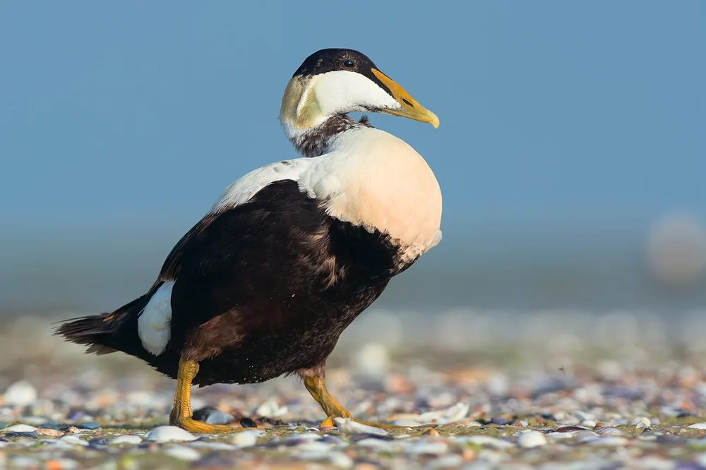 Common eider (Somateria mollissima), a drake at Kinburn Spit, Ukraine