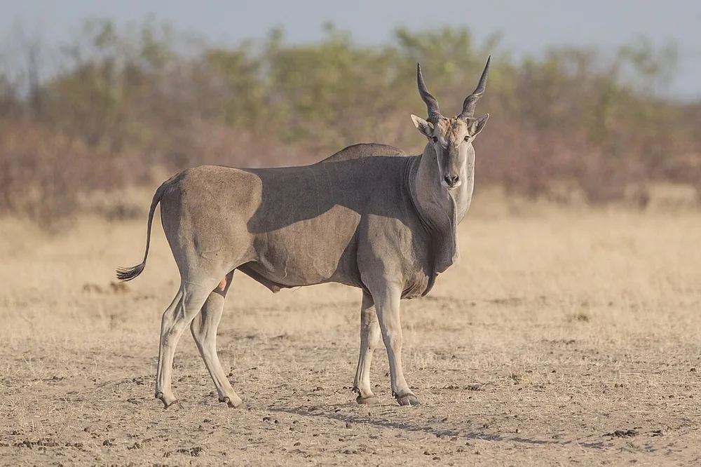 Common eland (Taurotragus oryx), a young bull in Etosha National Park, Namibia (wild)