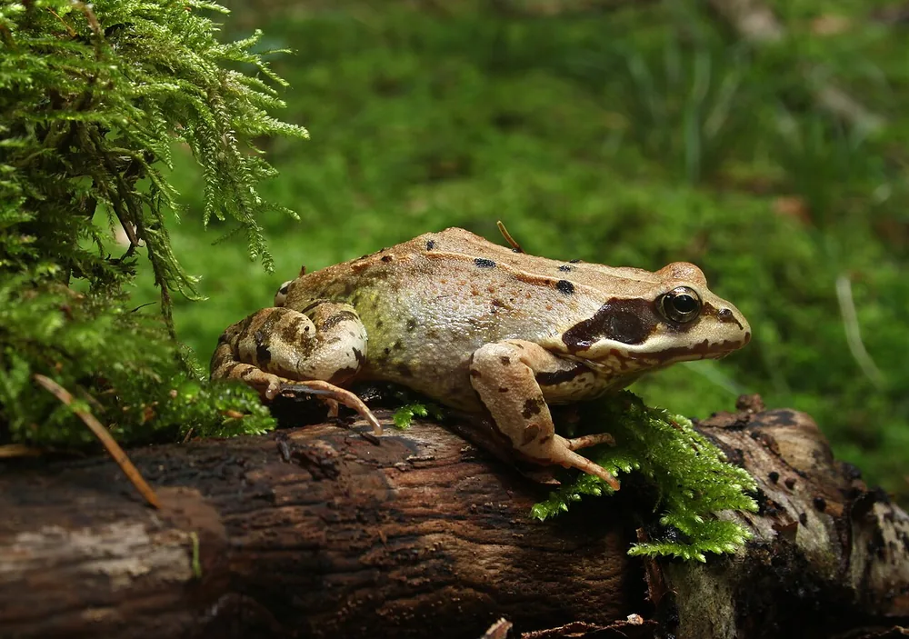 Common frog (Rana temporaria) sitting on a mossy log