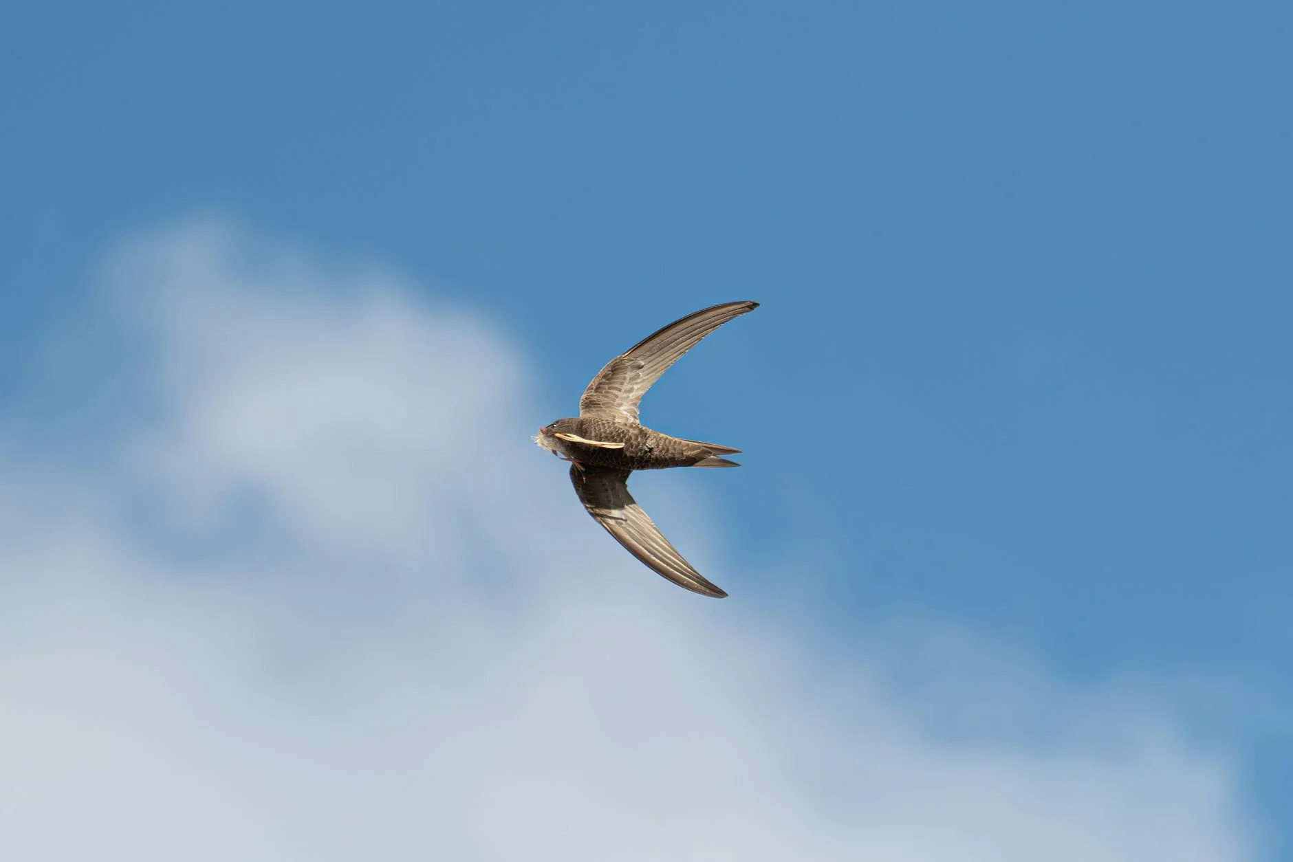 A swift with long, sickle-shaped wings flying against a blue sky