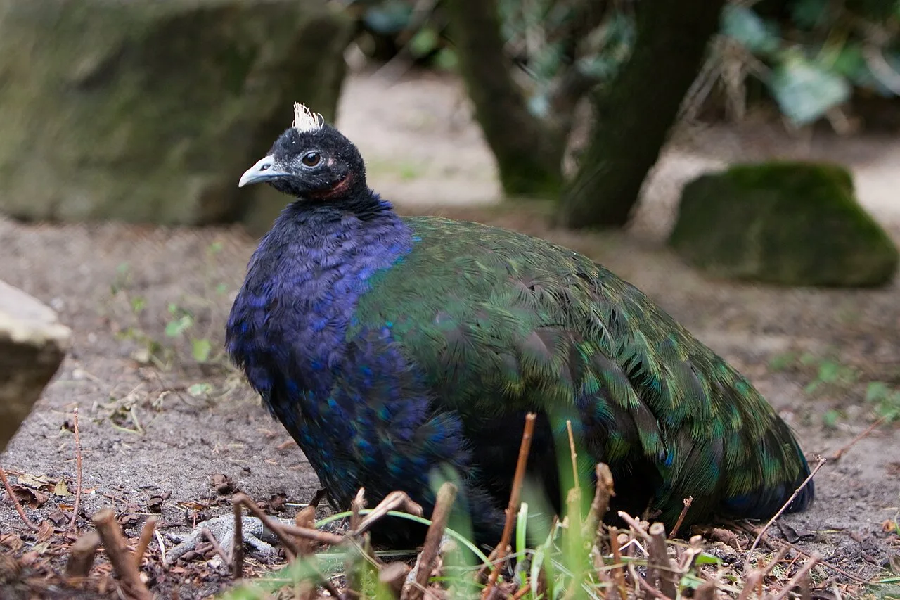 A Congo peafowl with dark blue and green plumage and a short white crest sitting on the forest floor