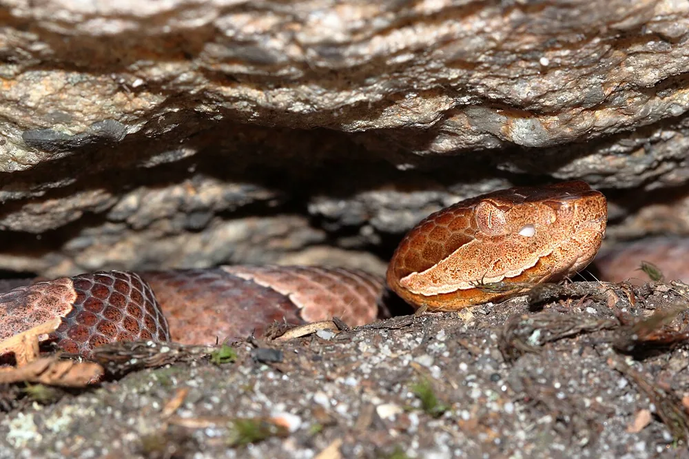 Eastern copperhead (Agkistrodon contortrix) with hourglass-shaped bands