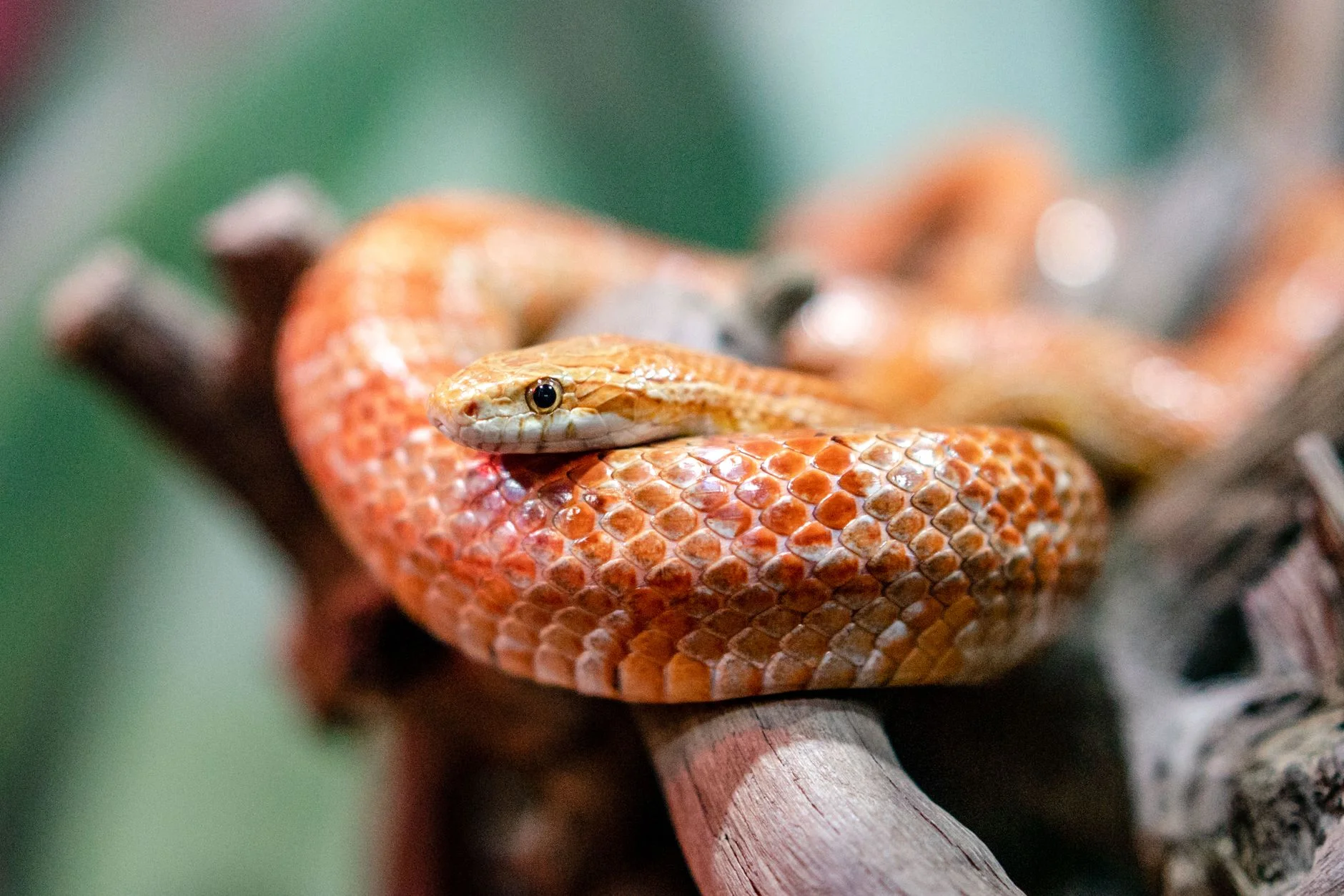 An orange-red corn snake coiled on a wooden branch with its head resting on its body