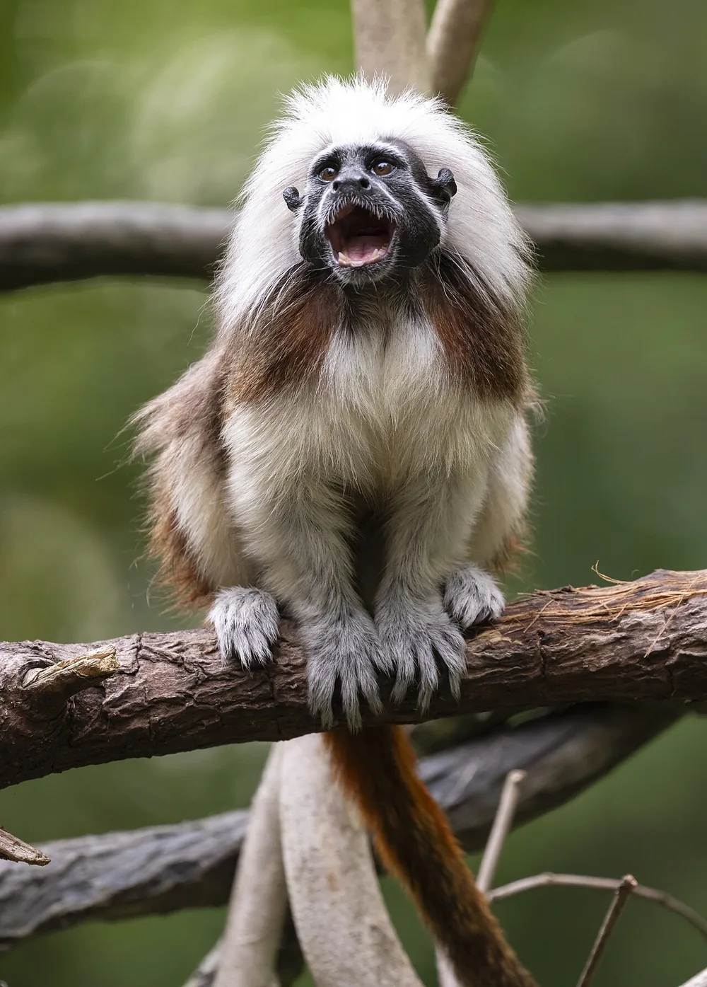 Cotton-top tamarin (Saguinus oedipus) with a white crest