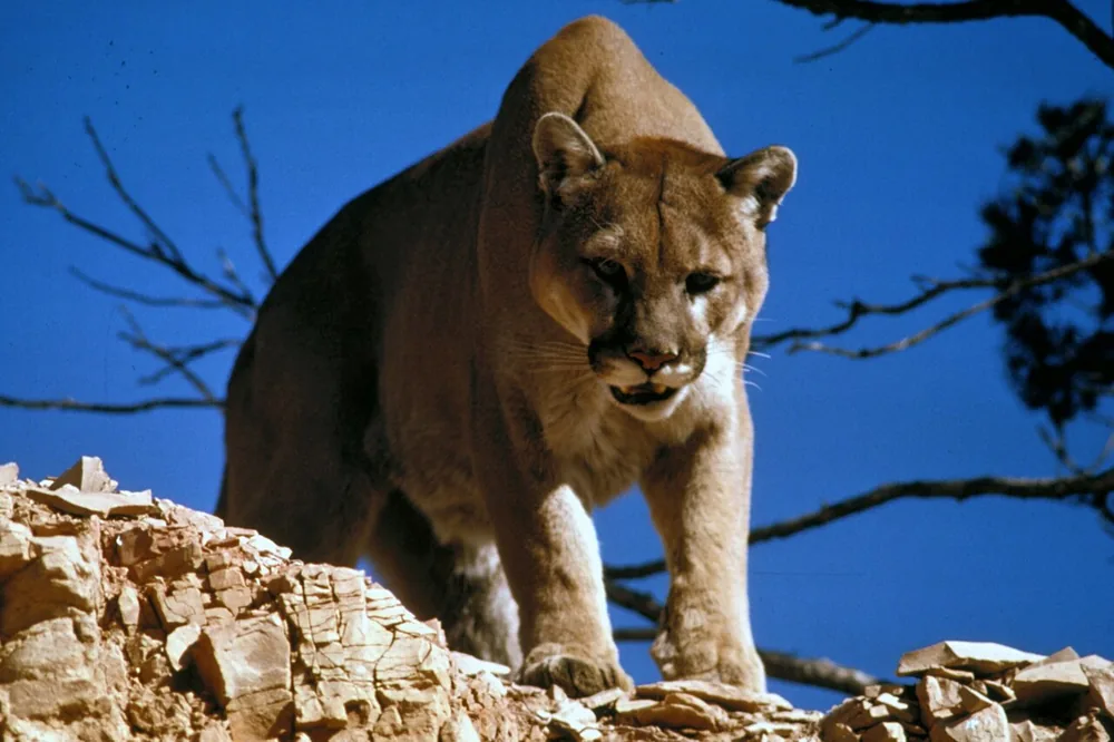 Cougar (Puma concolor), also known as a puma or mountain lion