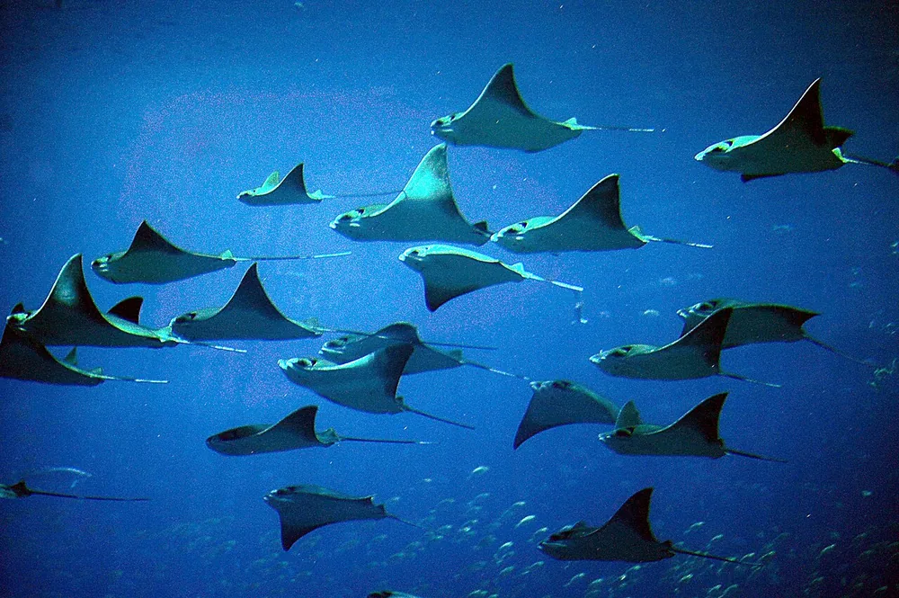 School of cownose rays (Rhinoptera bonasus) swimming together