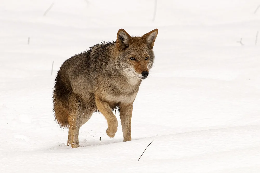 Coyote (Canis latrans) in Yosemite