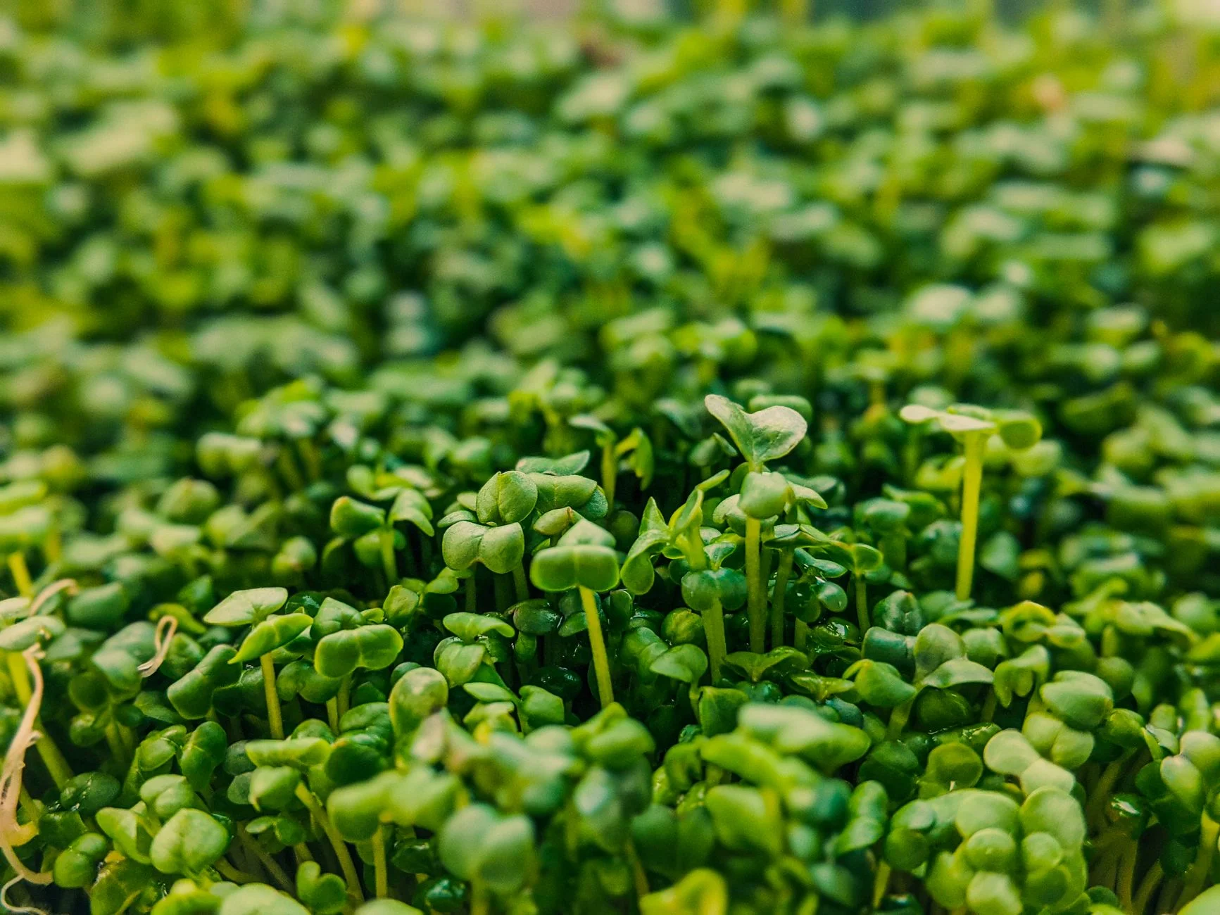 Young green seedlings growing close together in daylight