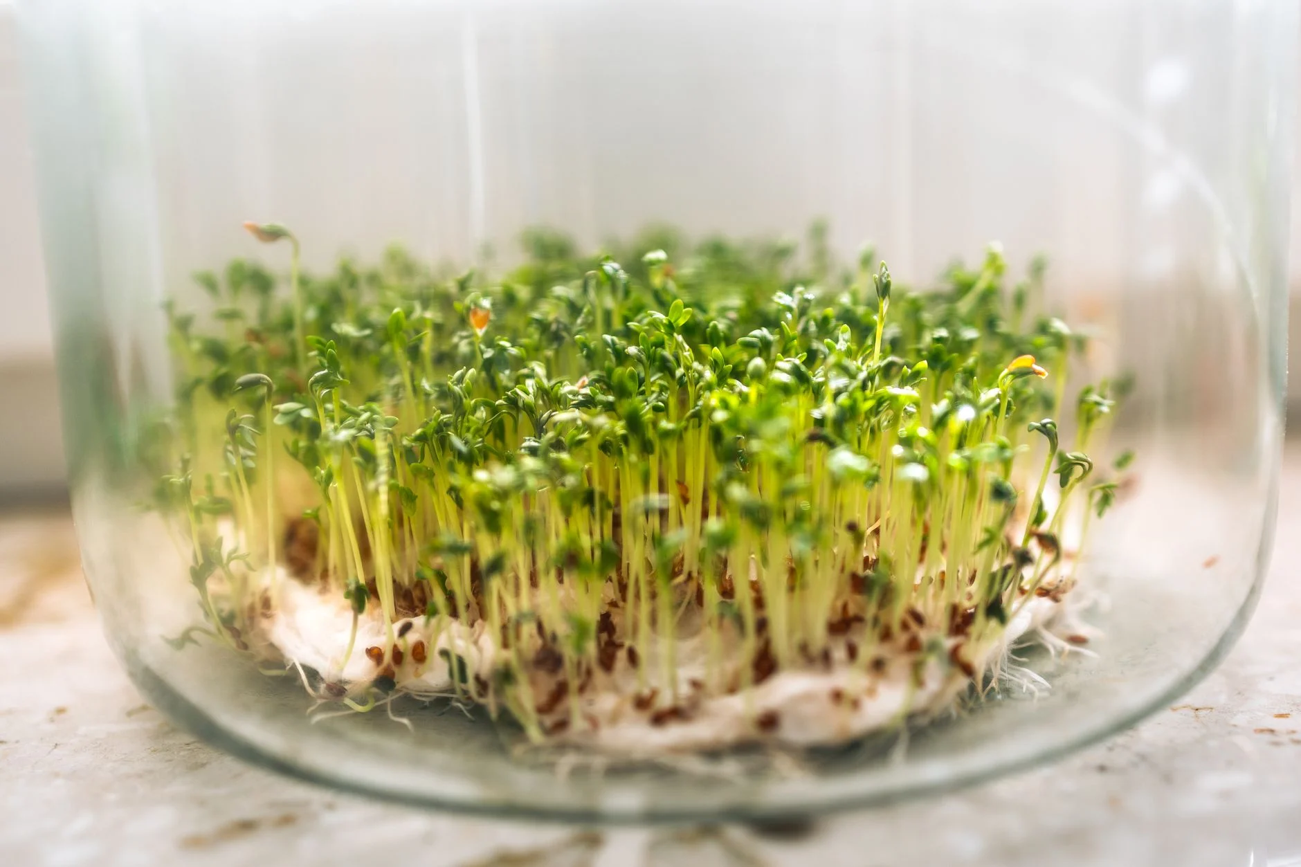 Dense green cress sprouts growing from damp paper in a glass bowl