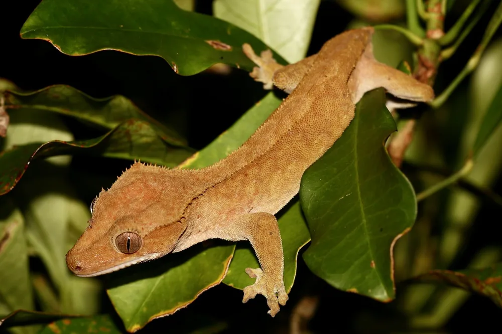 Crested gecko (Correlophus ciliatus) with eyelash-like spines above its eyes