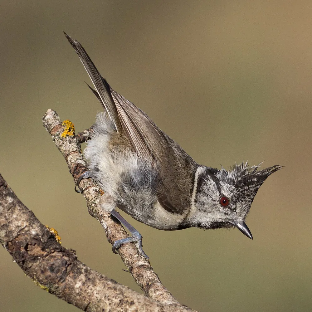 Crested tit (Lophophanes cristatus) with its black-and-white speckled crest
