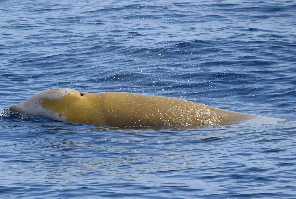 Cuvier’s beaked whale (Ziphius cavirostris) surfacing in the Ligurian Sea