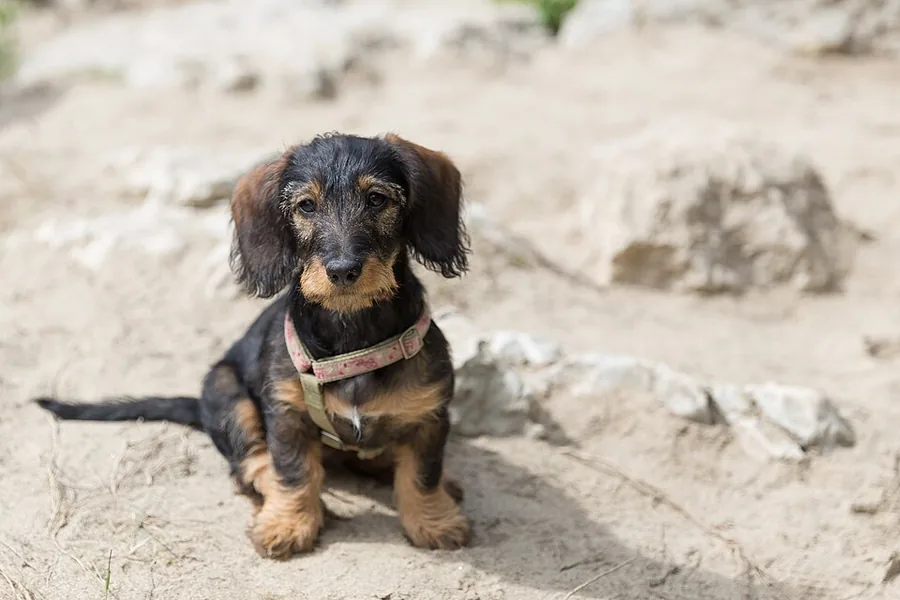 Wire-haired dachshund puppy (a German badger-dog breed)